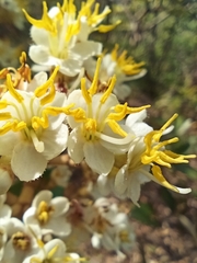 Miconia fallax