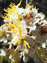 Miconia fallax