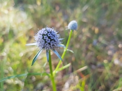 Eryngium pinnatifidum