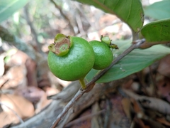 Psidium firmum