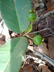Psidium firmum