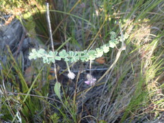 Indigofera alopecuroides