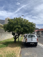 Harpephyllum caffrum