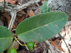 Psidium firmum
