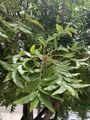 Harpephyllum caffrum