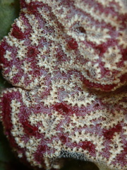 Botrylloides leachii