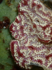 Botrylloides leachii