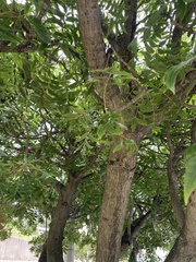 Harpephyllum caffrum