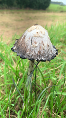 Coprinus comatus