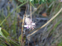 Indigofera alopecuroides