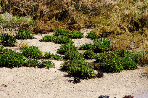 Limonium bollei image