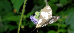Nyctemera carissima