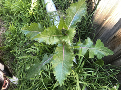 Sonchus hydrophilus