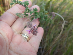 Indigofera alopecuroides