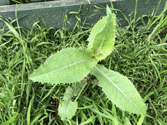 Sonchus hydrophilus