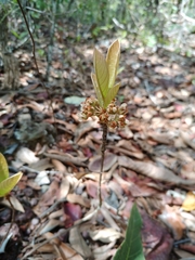 Pterandra pyroidea