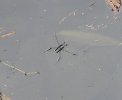 Aquarius elongatus