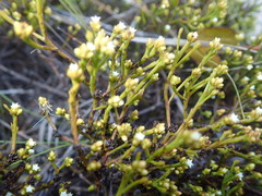 Thesium ericifolium