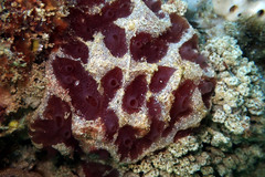 Aplidium clivosum