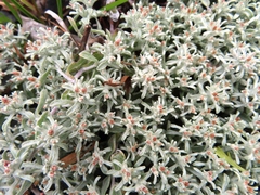 Helichrysum tinctum