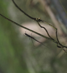 Tetragnatha keyserlingi