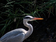 Ardea cinerea