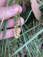 Lomandra fluviatilis