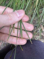 Lomandra fluviatilis