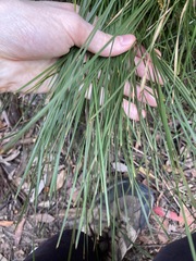 Lomandra fluviatilis