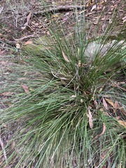 Lomandra fluviatilis