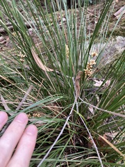 Lomandra fluviatilis