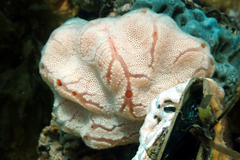 Aplidium opacum