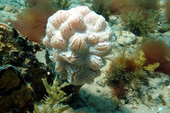 Aplidium opacum