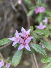 Boronia mollis