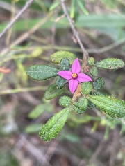 Boronia mollis