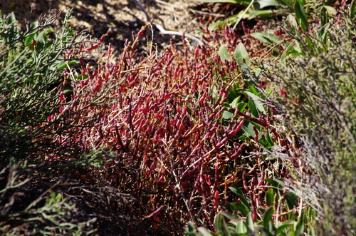 Sarcocornia perennis image