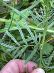 Psoralea platyphylla