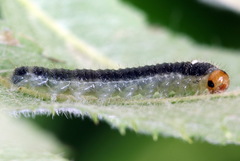 Cladius compressicornis