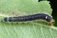 Cladius compressicornis