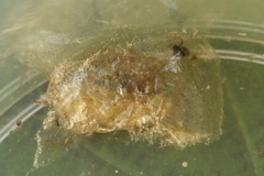 Cladius compressicornis