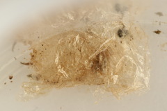 Cladius compressicornis