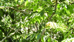 Synallaxis frontalis