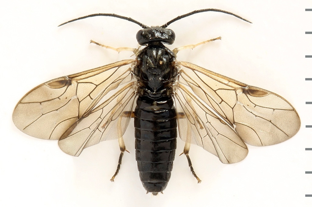 Cladius