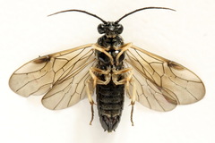 Cladius compressicornis
