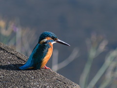 Alcedo atthis
