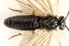Cladius compressicornis