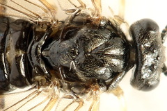Cladius compressicornis