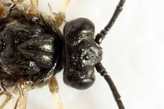 Cladius compressicornis