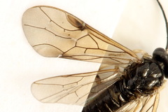 Cladius compressicornis