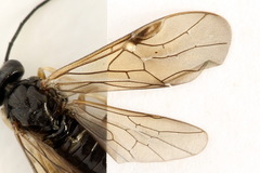 Cladius compressicornis